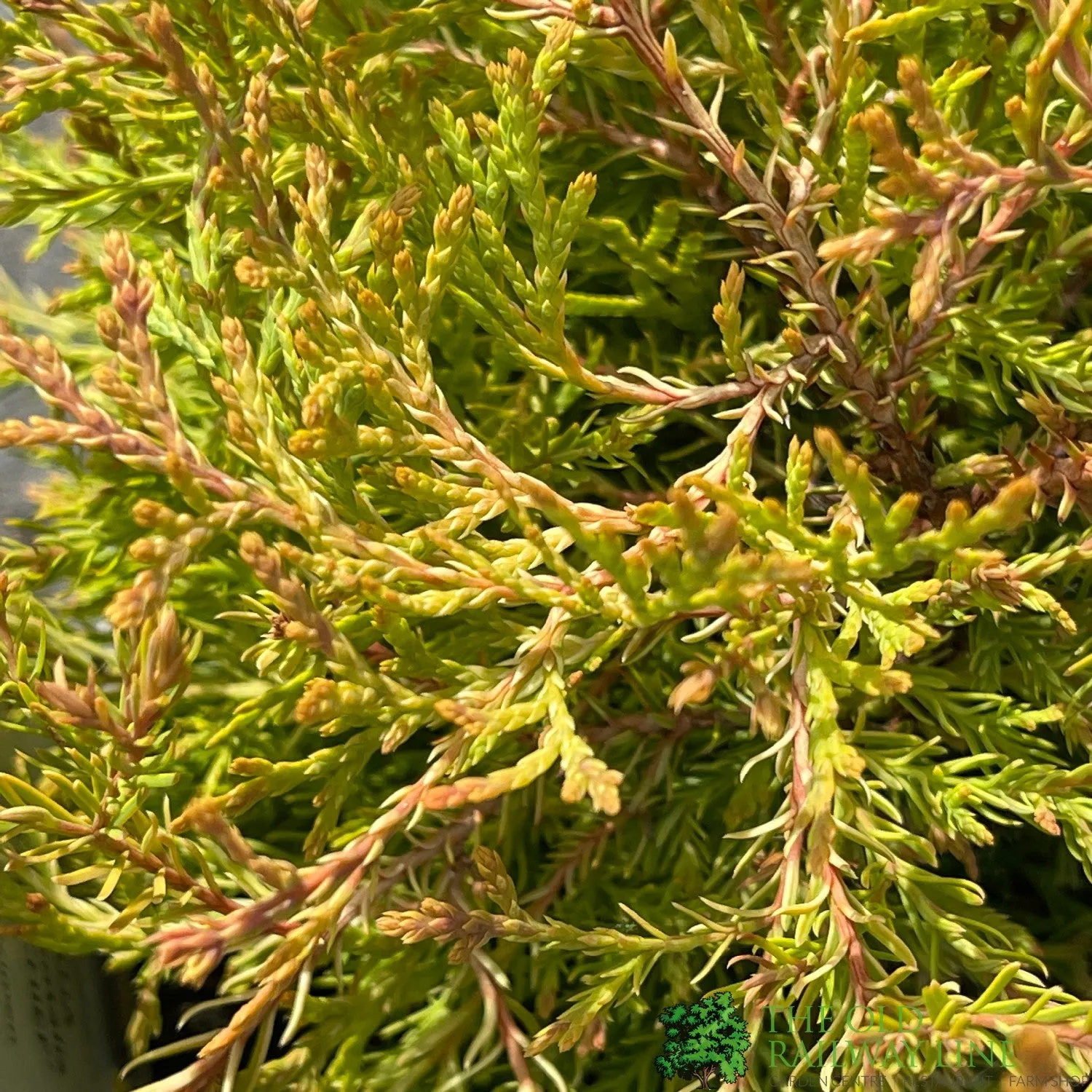 Thuja occidentalis 'Fire Chief' Conifer Plant 3Ltr Pot