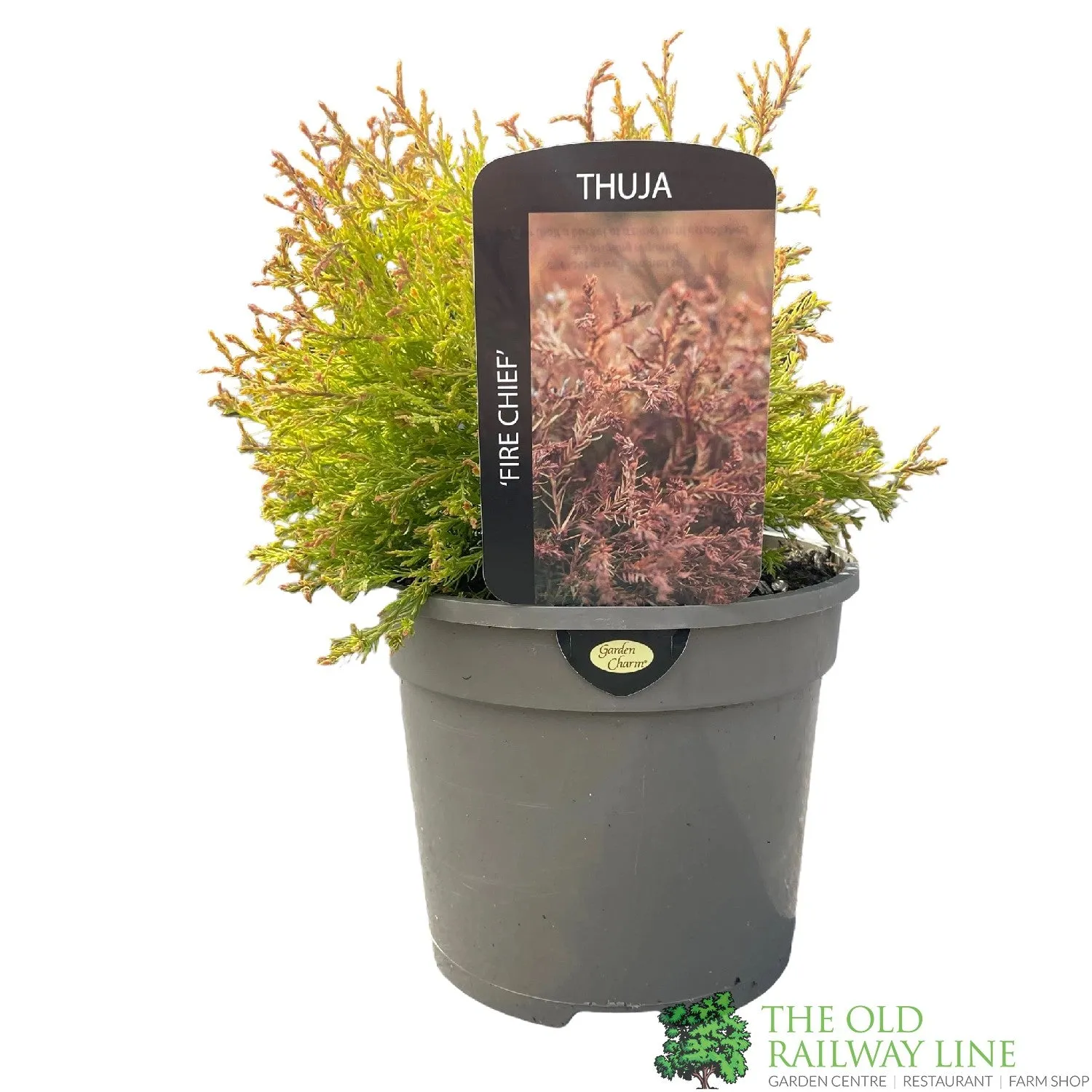 Thuja occidentalis 'Fire Chief' Conifer Plant 3Ltr Pot